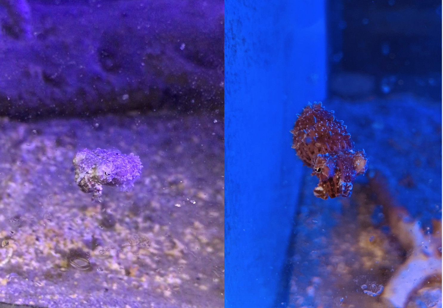 baby dwarf cuttlefish (Sepia bandensis) in deheynlab